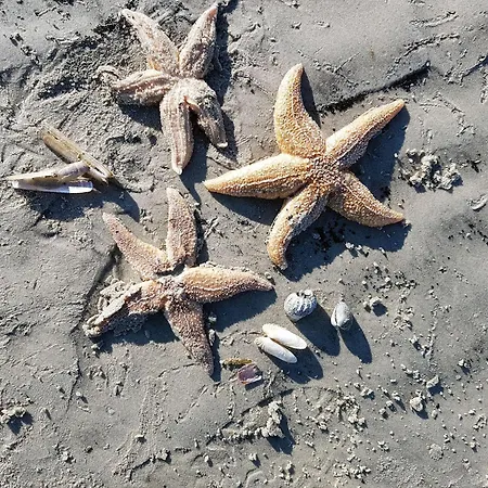 Haus-calidris-whg-01 *